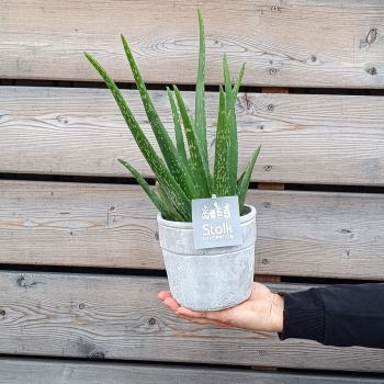Aloe vera (Aloe vera) - kont. C1L, výška 20-30 cm